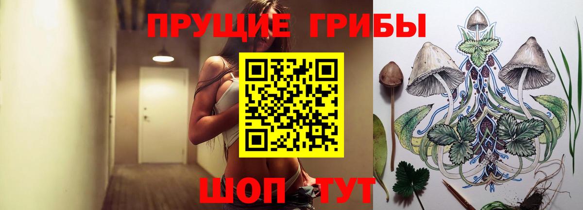 Псилоцибиновые грибы Cubensis Кингисепп